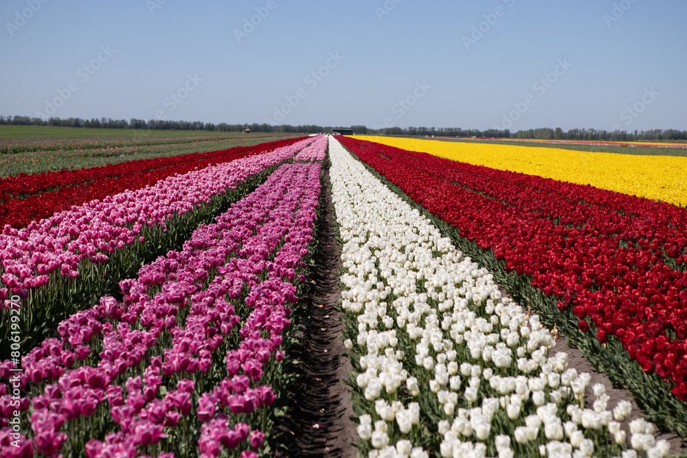 Tulip fields