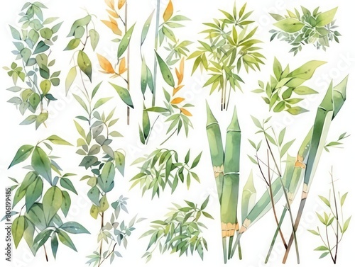 bamboo leaf plants watercolor  white background