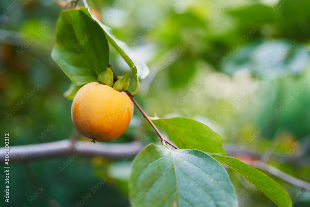 Yellow persimmon among dense green foliage on a tree
