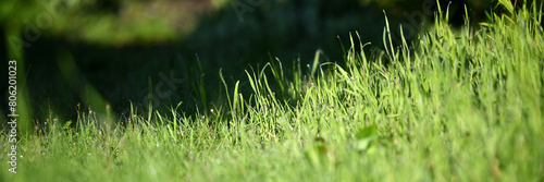 Nahaufnahme Banner eines grünen Fußballfeld Rasens. Grashalme in Silhouette als freigestelltes Muster vor dunklem Hintergrund.