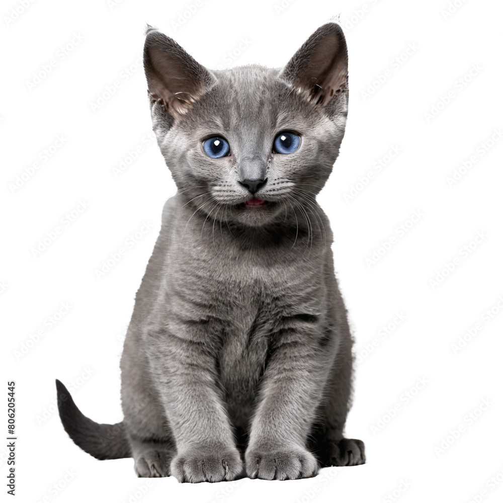 russian blue cat kitten sitting isolated transparent photo russian blue cat kitten sitting isolated transparent photo