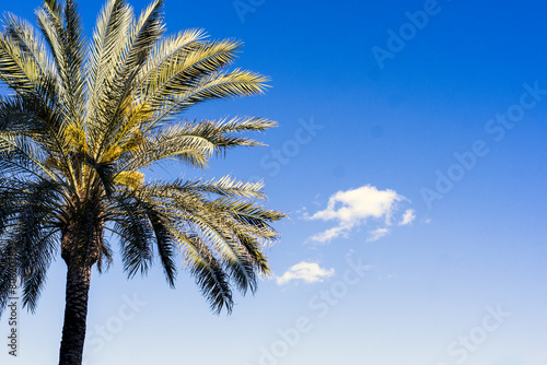 A palm tree is in the foreground of a blue sky. The sky is clear and bright, with no clouds in sight © Manuel Milan