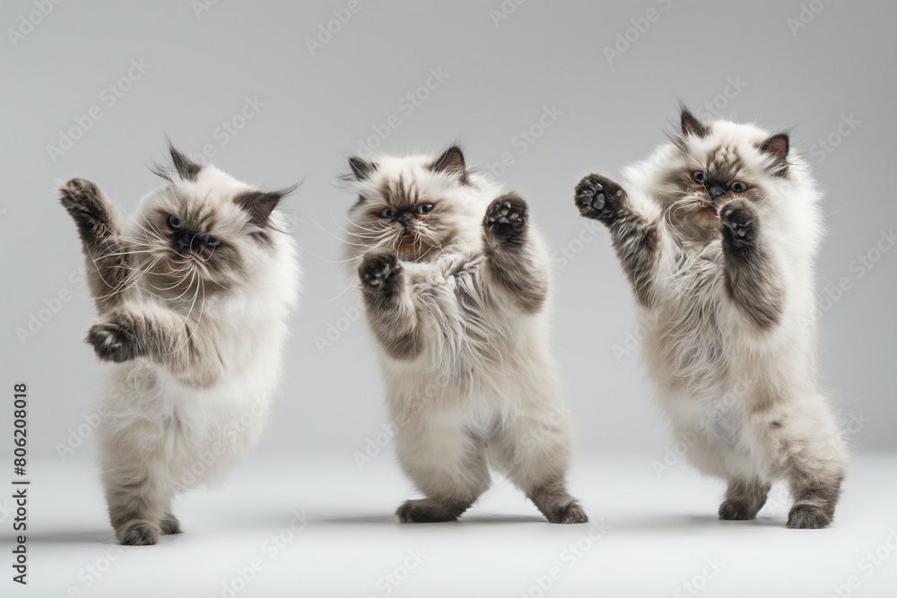 Persian cat dancing breakdance isolated on white