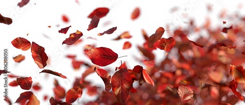 Red rose petals fall gracefully against a white background.