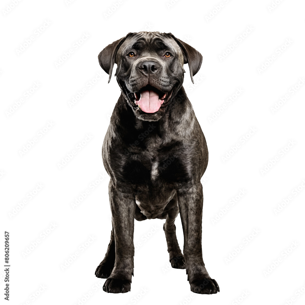 cane corso dog standing isolated transparent