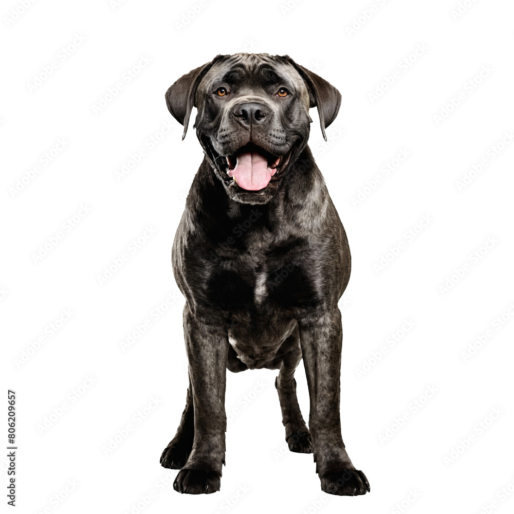 cane corso dog standing isolated transparent cane corso dog standing isolated transparent