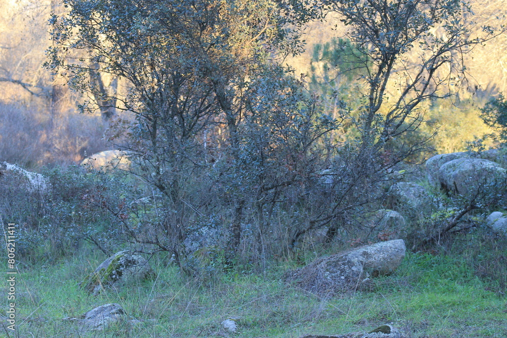 Parque Natural de Sierra Morena - Año 2015 - 40 Parque Natural de Sierra Morena - Año 2015 - 40