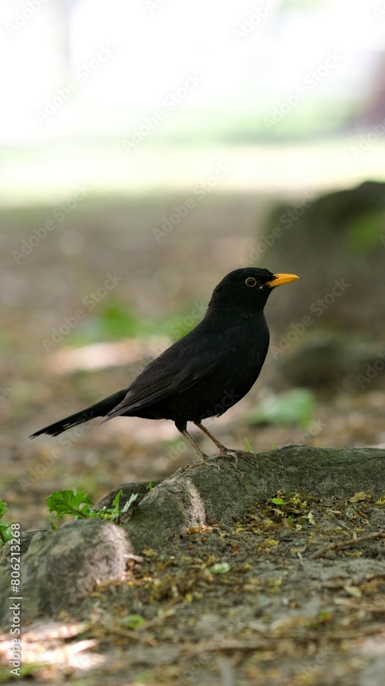 Obraz premium Kos siedzący na kamieniu w parku miejskim