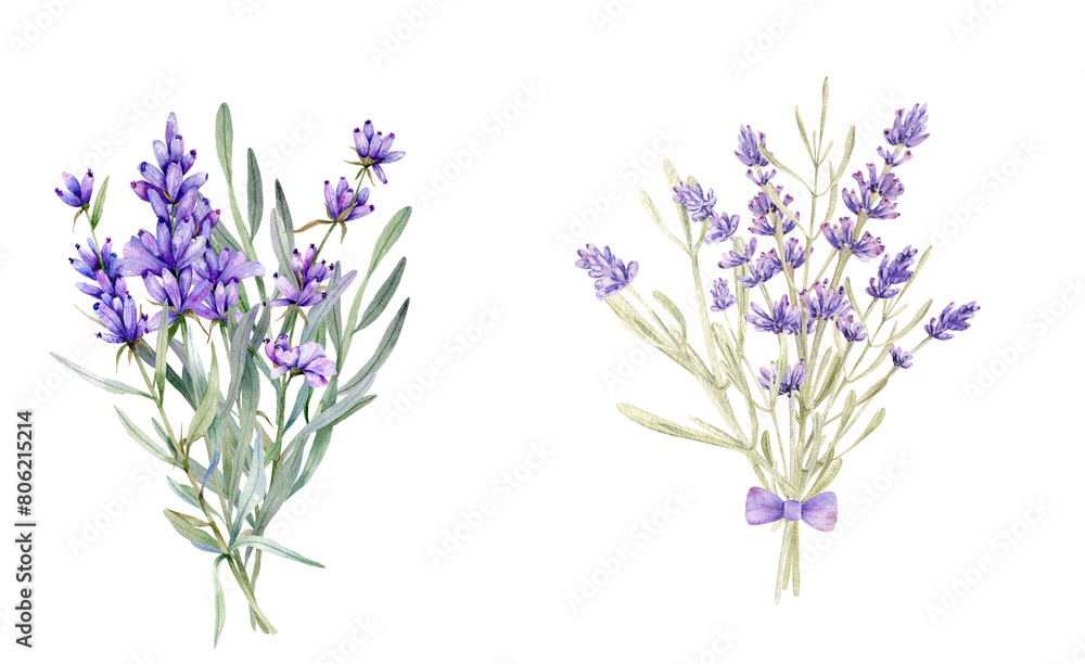 Naklejka premium Watercolor lavender flowers illustration on transparent background