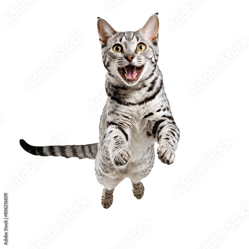egyptian mau cat running and jumping isolated transparent photo © Reytr