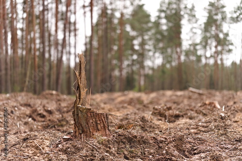 Widok lasu iglastego po wycince drzew, goła ziemia, w tle rzadkie drzewa photo