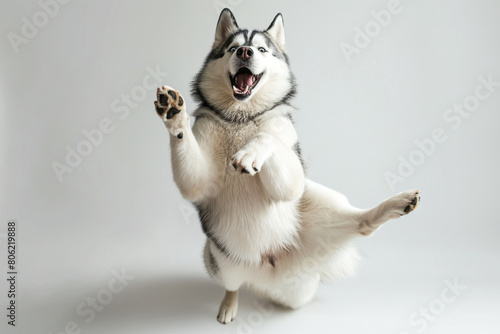 Happy Siberian husky dog standing on hind legs and dancing , isolated over a white background. Sled dog isolated. White background photo