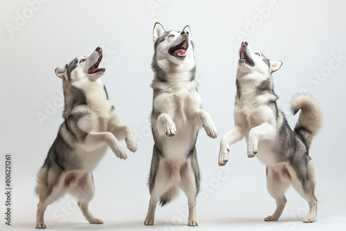 Happy Siberian husky dog standing on hind legs and dancing , isolated over a white background. Sled dog isolated. White background