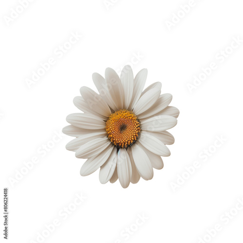 White daisy with yellow center isolated on transparent background.