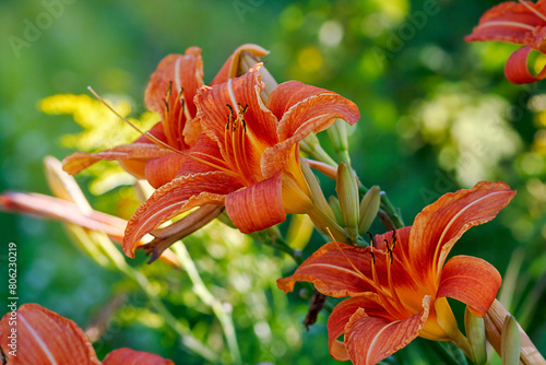 Daylily lat. Hemeroc?llis fulva . Orange flowers in close-up. photo
