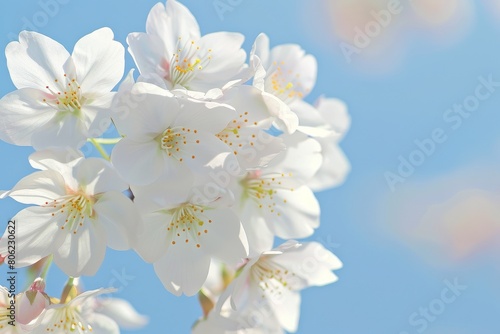 A stunning close-up of delicate cherry blossoms gracefully contrasted against a vivid, clear blue sky.