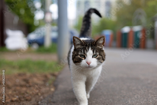 White brown cat walking on a street with its tail raised
