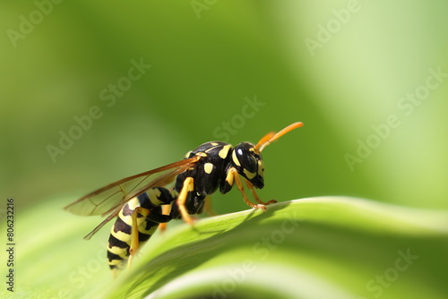 The European paper wasp (Polistes dominula) on green leaf