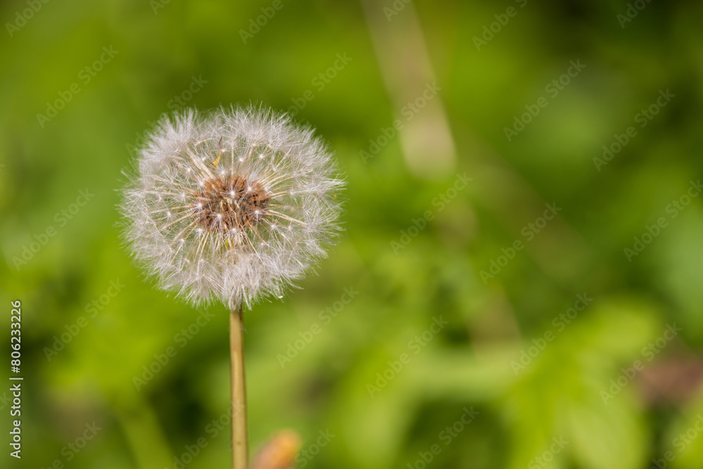 Gentle Giants: Dandelion Wishes