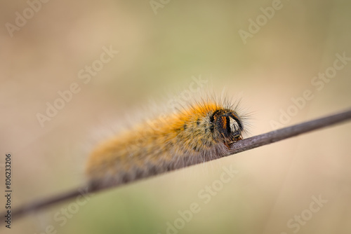 Macro of a grass eggar caterpillar (Lasiocampa trifolii), Belgium photo