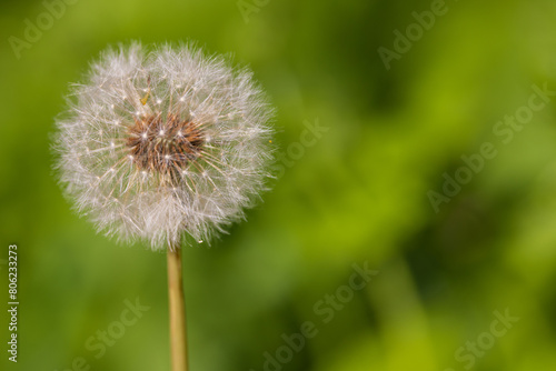 Whispers of Nature  The Dandelion   s Dance