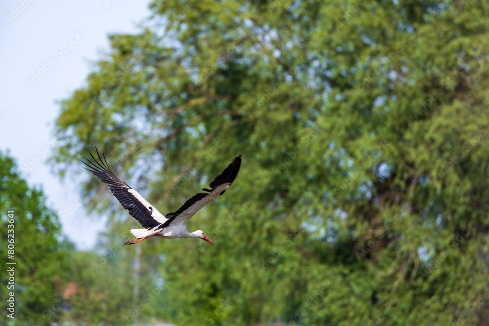 Obraz premium Hovering Hunter: Precision in Motion