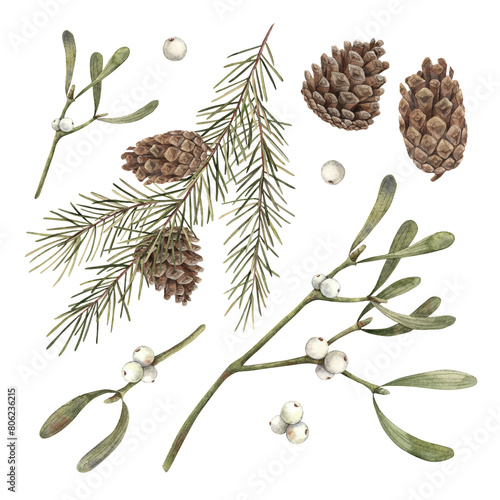 Obraz na plátně Fir branches, pine cones and mistletoe, Christmas set of watercolor botanical illustrations on isolated background