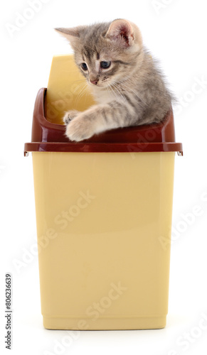 Kitten in a plastic container.