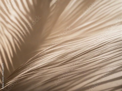 feather close up