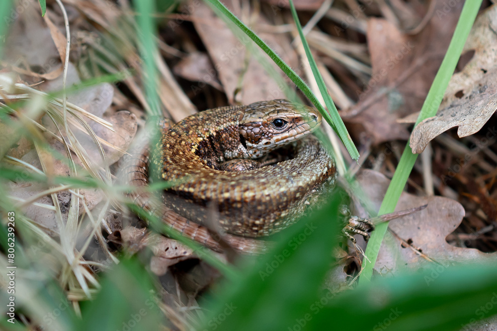 Obraz premium Common Lizard on the Ground