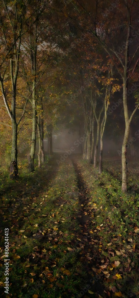 Naklejka premium corridor of trees