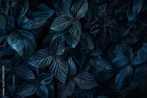 A close up of a plant with dark green leaves