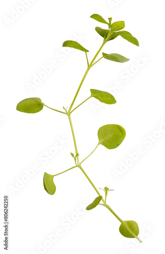 bindweed or weed isolated on white background