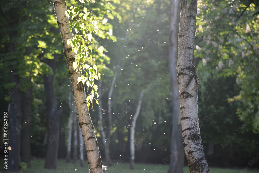 Fototapeta premium Fantasy fairy-tale magical forest, sunny evening light through the branches of trees. Magical trees in a wooded area. Haze at sunset, plants, moss and grass in the forest. 3d illustration