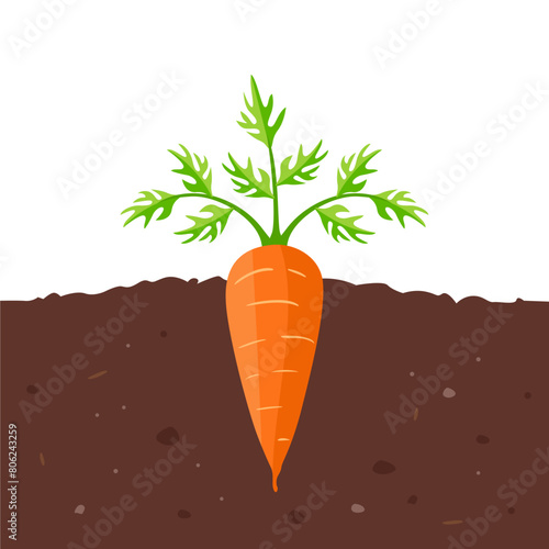 Carrot growing in soil. Vector cartoon flat illustration of garden vegetable. © Iv85