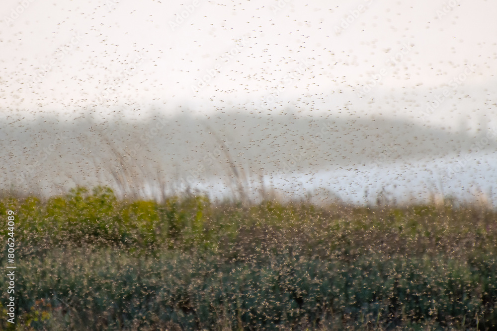 A swarm of mosquitoes and gnats in the air above the swamp. Chironomidae midge known as chironomids or non-biting midges