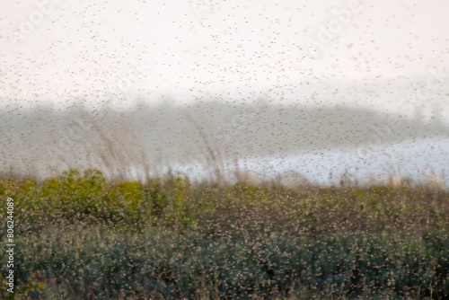 Tableau sur toile A swarm of mosquitoes and gnats in the air above the swamp