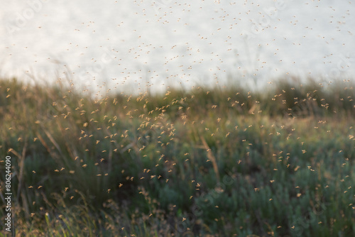 A swarm of mosquitoes and gnats in the air above the swamp. Chironomidae midge known as chironomids or non-biting midges