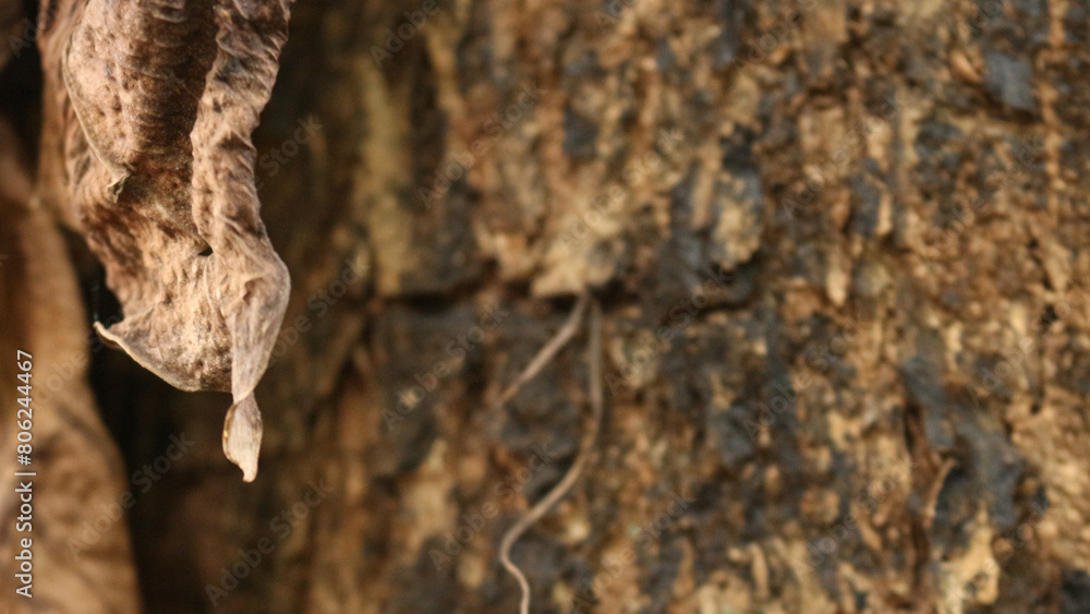 Portrait of the texture of a tree trunk Portrait of the texture of a tree trunk