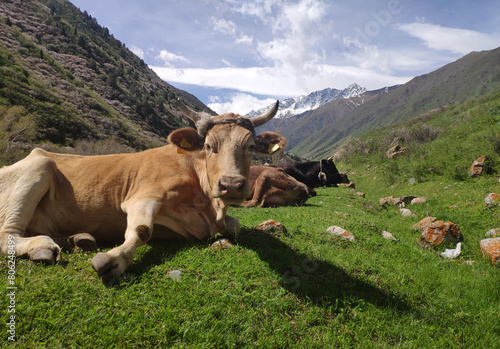 cows on a green summer pasture in the mountains
