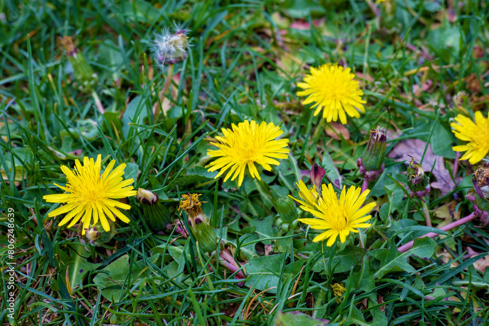 Beautiful, bright and yellow little dandelions on the juicy green spring grass. The concept of spring and summer Beautiful, bright and yellow little dandelions on the juicy green spring grass. The concept of spring and summer