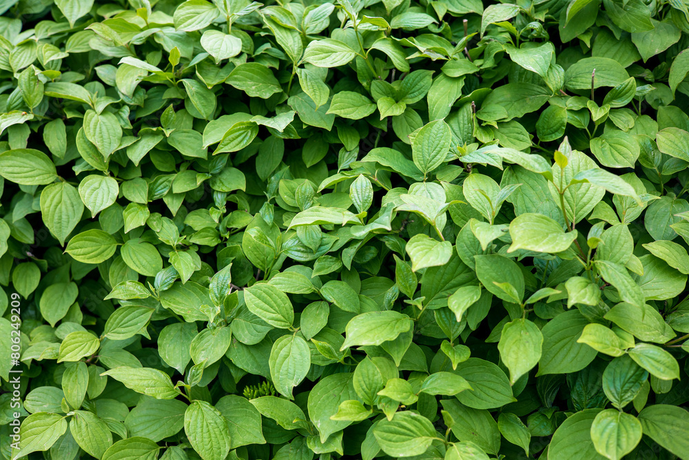 Beautiful dense background of green leaves of a beautiful shrub in the city garden. The concept of ecology and freshness of wildlife Beautiful dense background of green leaves of a beautiful shrub in the city garden. The concept of ecology and freshness of wildlife