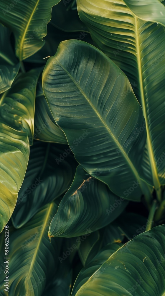 A detailed view of a lush green leafy plant showcasing its intricate textures and vibrant color against a fresh tropical background. A detailed view of a lush green leafy plant showcasing its intricate textures and vibrant color against a fresh tropical background.