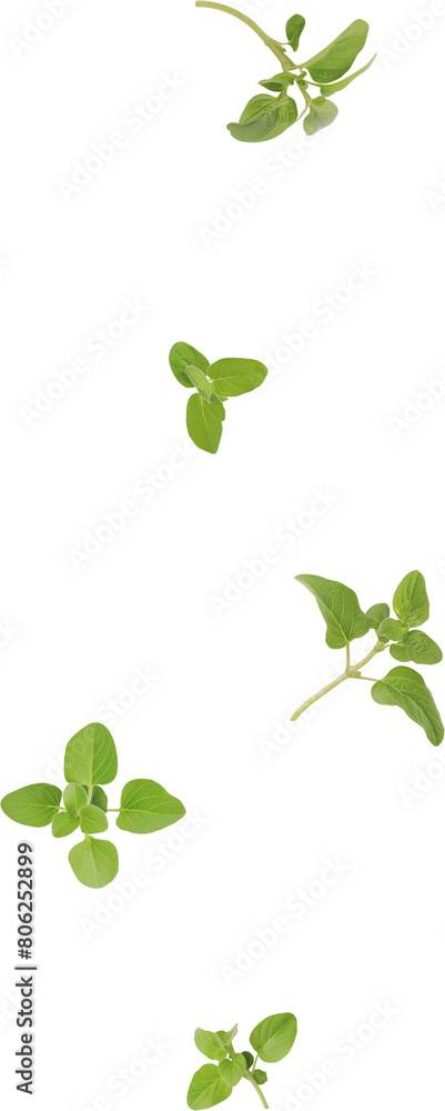 oregano leaves oregano leaves