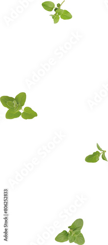 flying oregano leaves