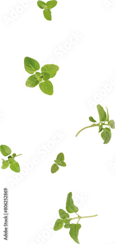 flying oregano leaves