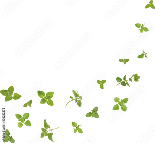 falling oregano leaves