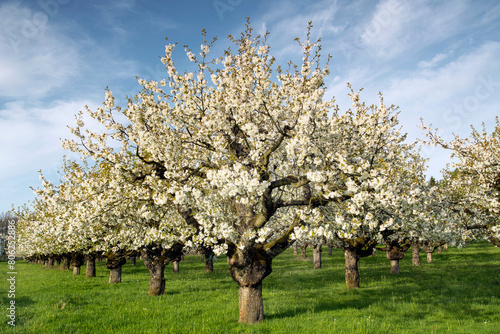 Schweiz, Europa, Solothurn, Schwarzbubenland, Büsserach, Büsserach SO, Thierstein, Kirschbäume, blühen, Kirschblüten, Plantage, Obstanbau