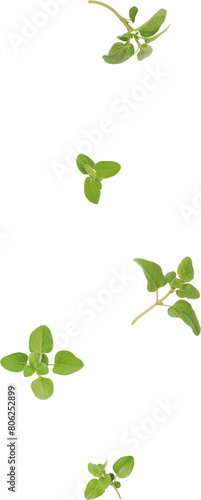 oregano leaves