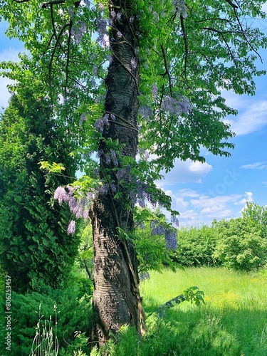 large tree, wisteria wrapped around a tree, climbing plant on a tree, purple wisteria